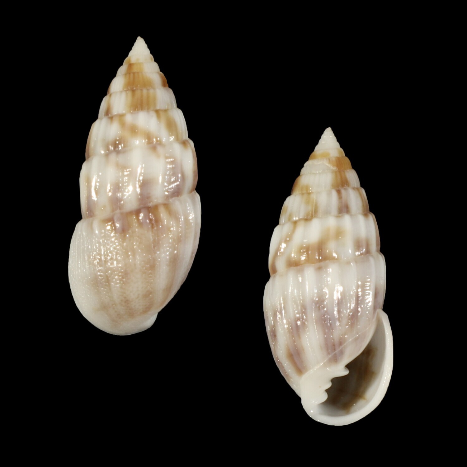 Otopleura mitralis
