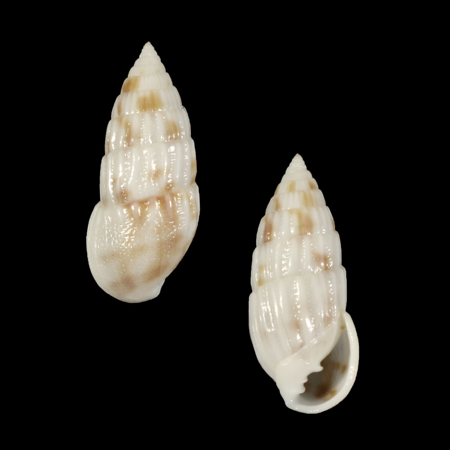 Otopleura mitralis