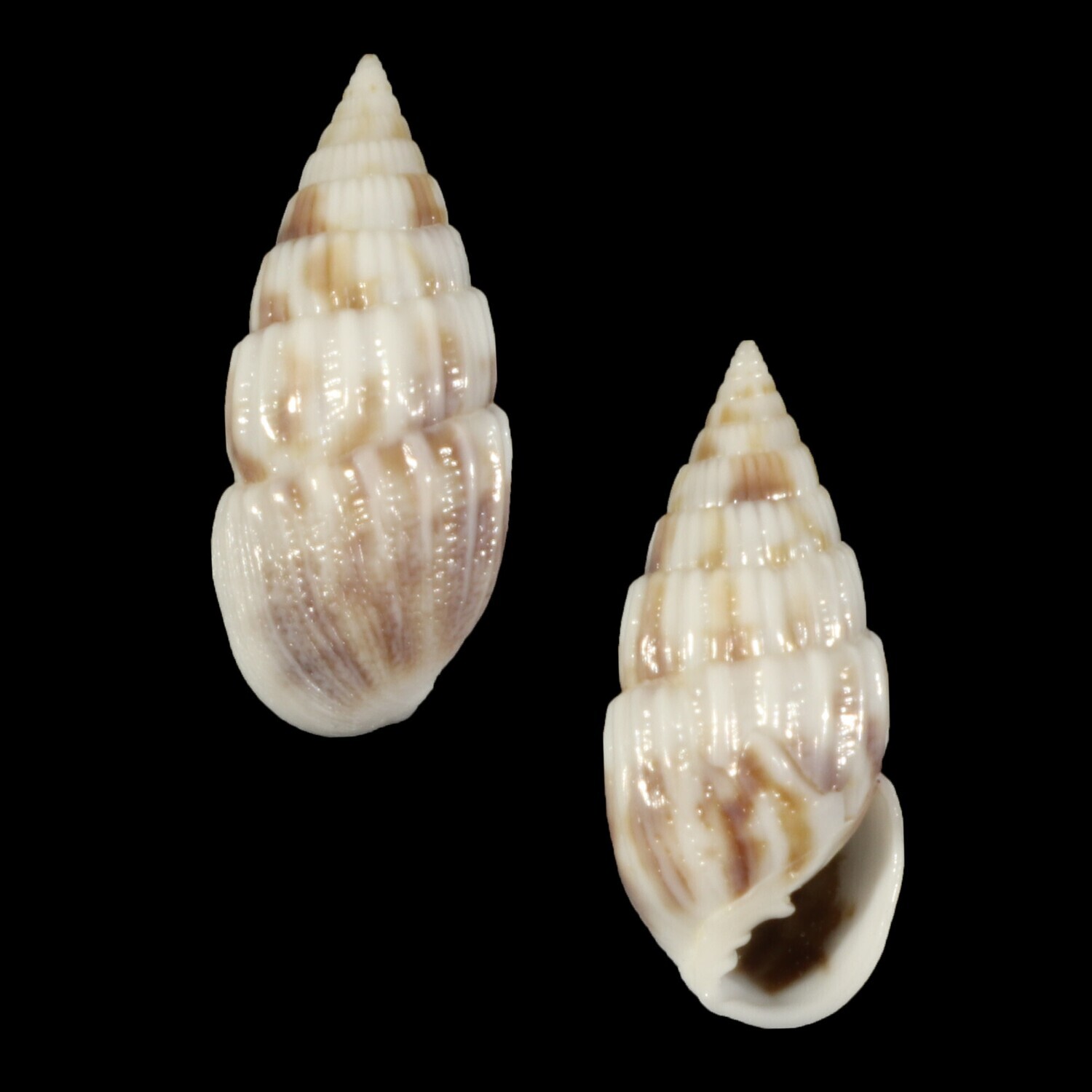 Otopleura mitralis