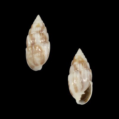 Otopleura mitralis