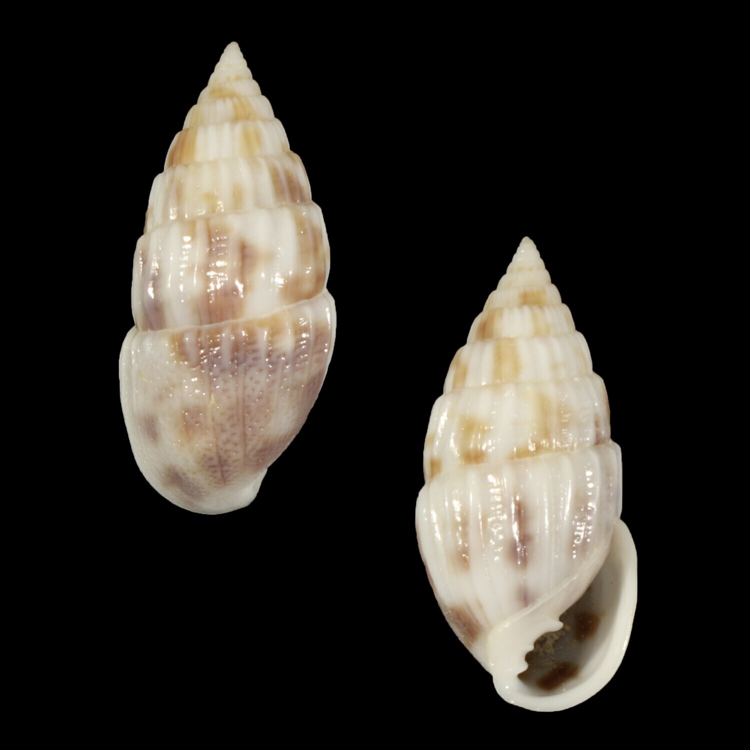 Otopleura mitralis