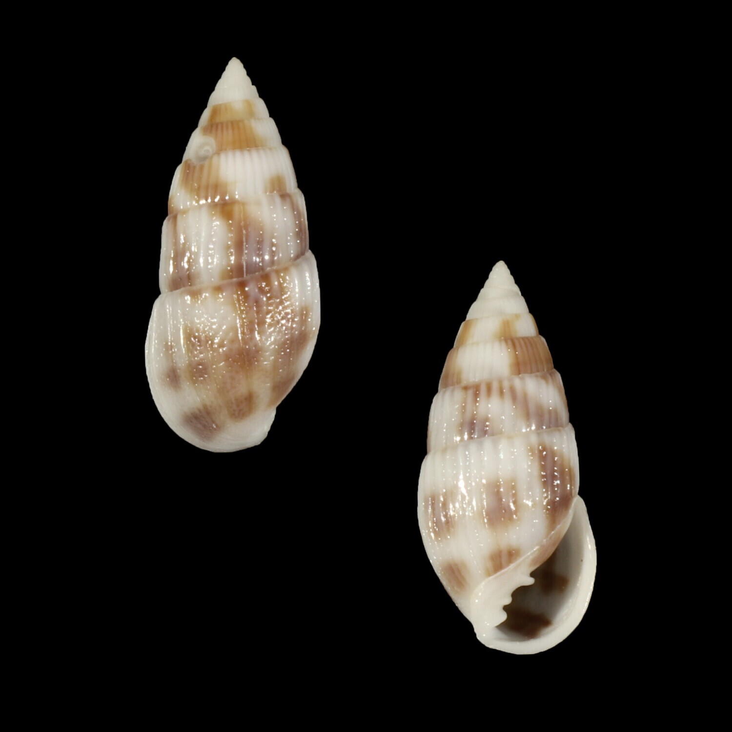 Otopleura mitralis