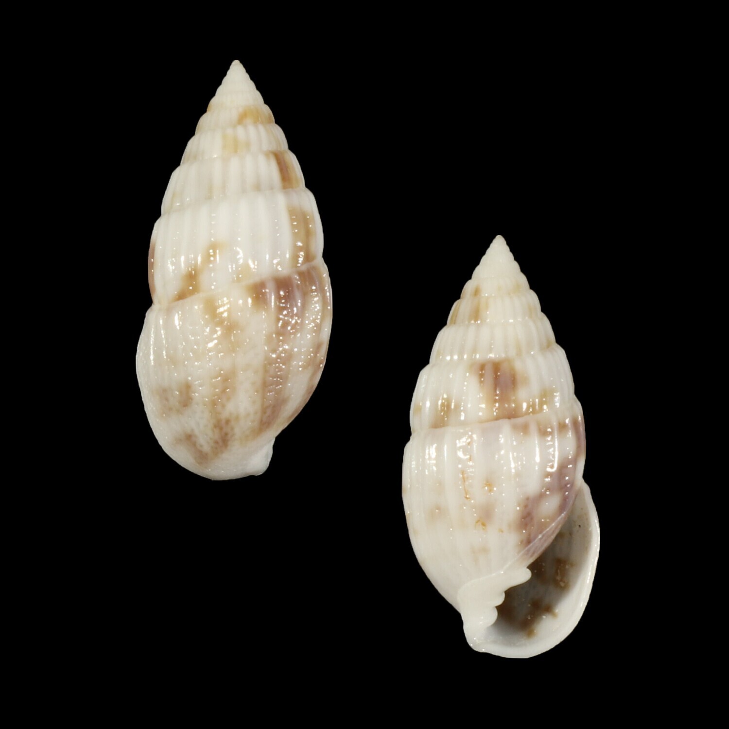 Otopleura mitralis