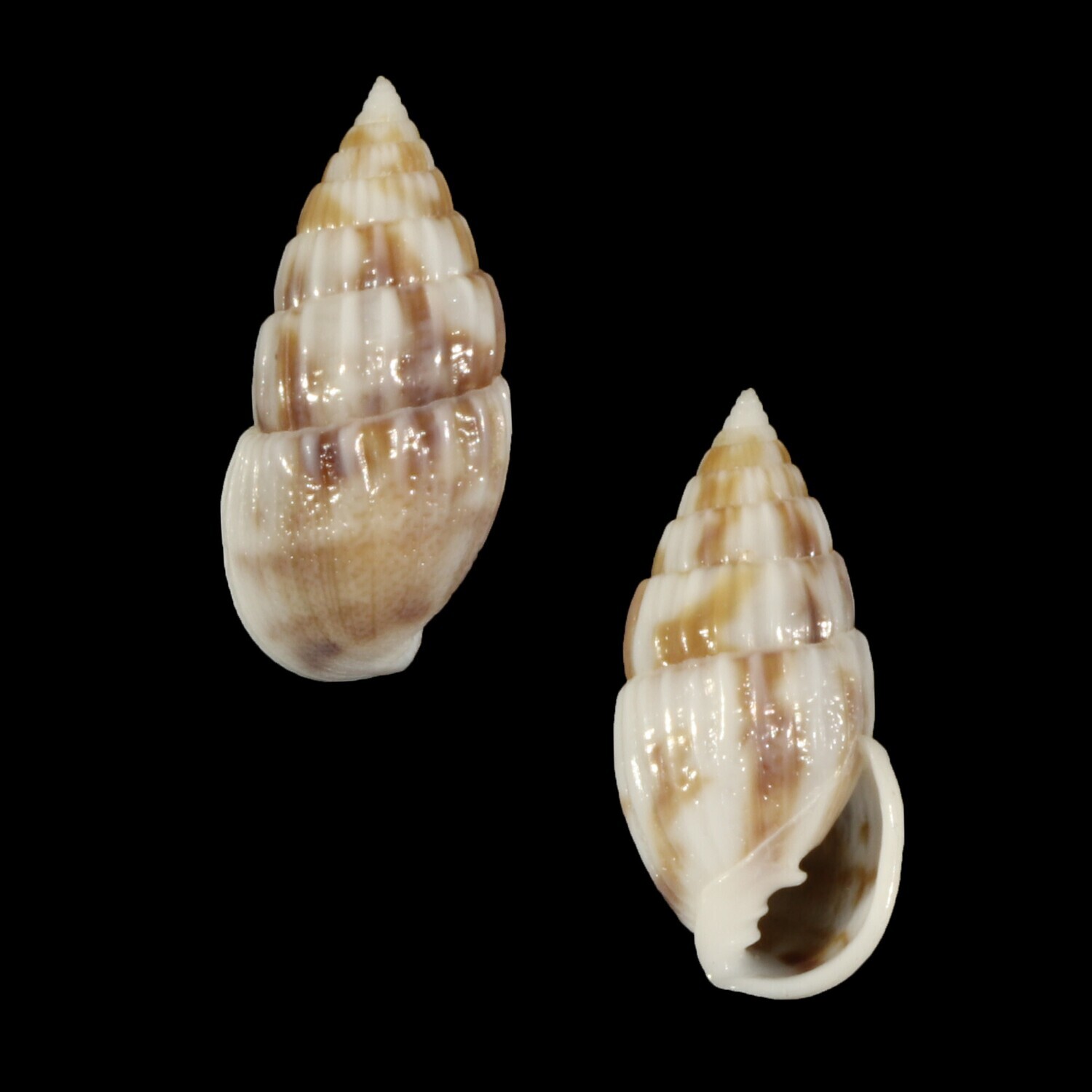 Otopleura mitralis
