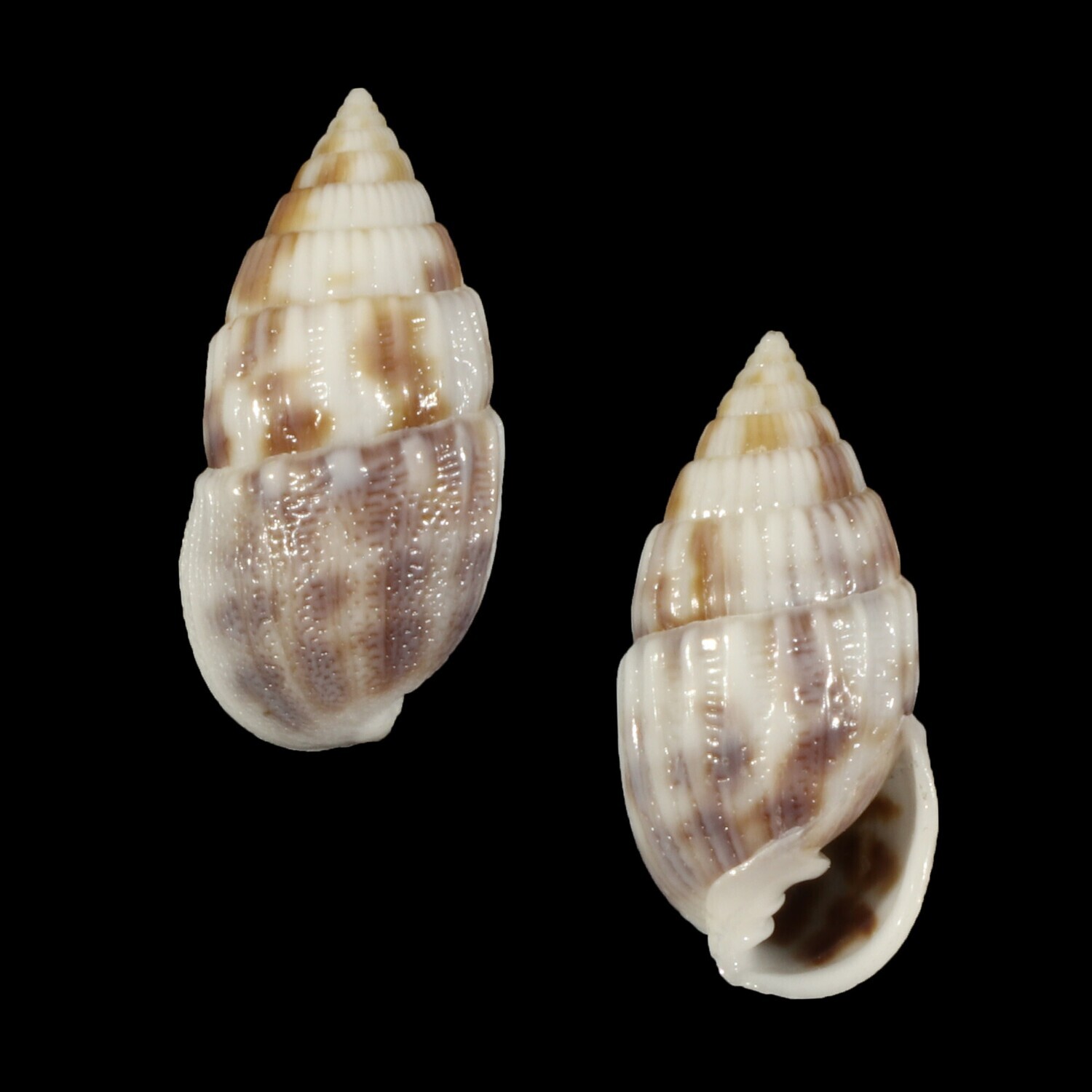 Otopleura mitralis