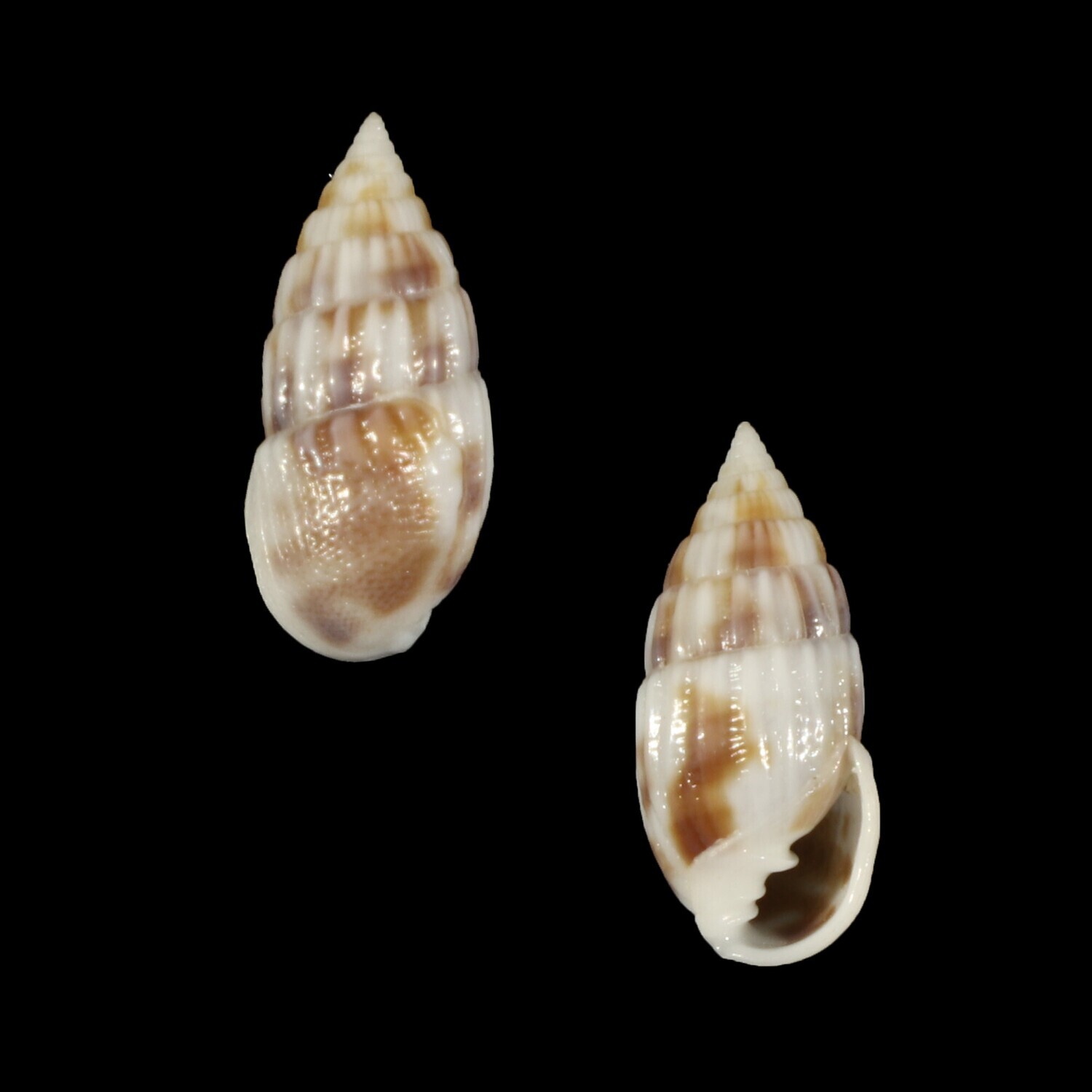 Otopleura mitralis