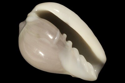 Cryptospira ventricosa