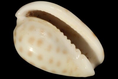 Cystiscidae