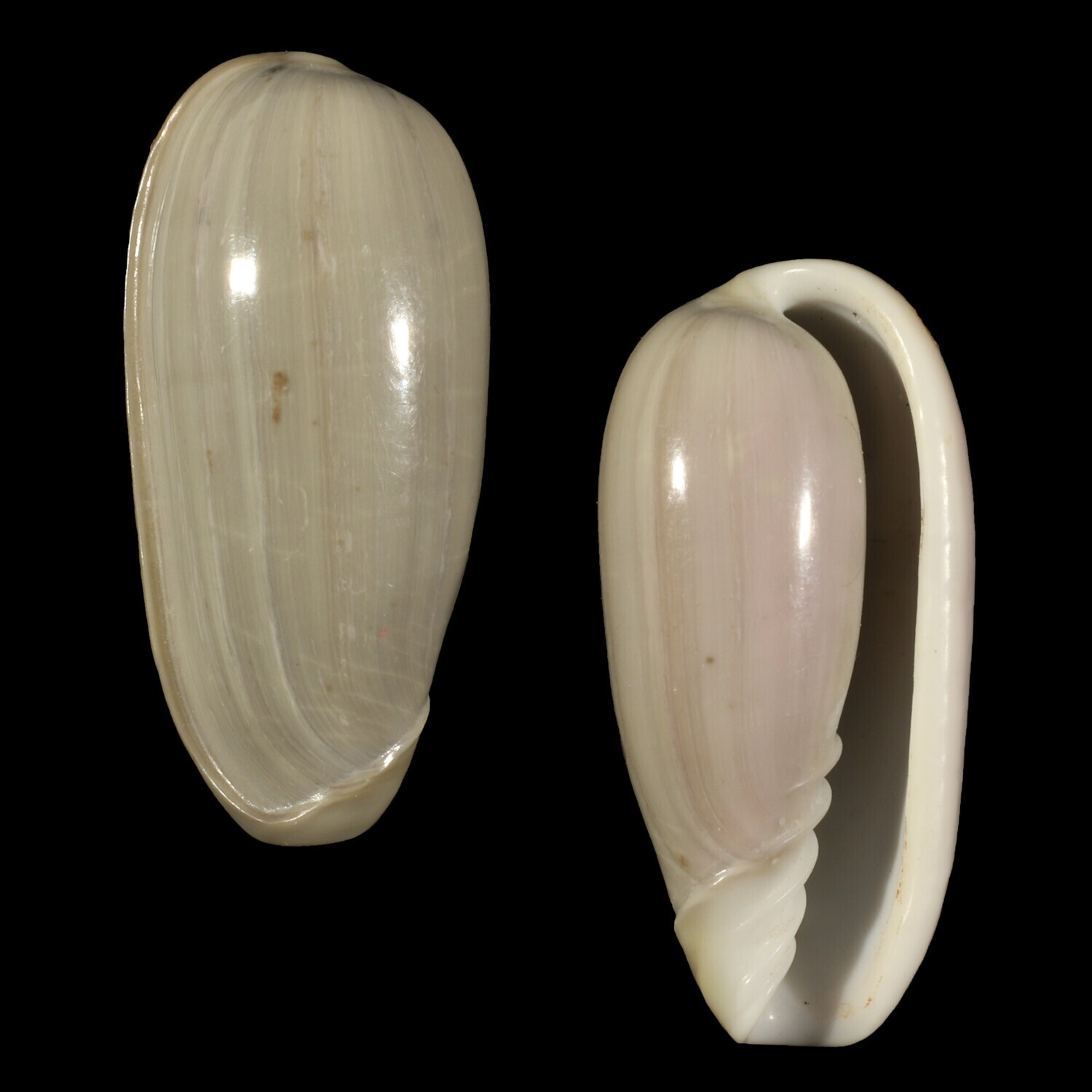 Cryptospira dactylus