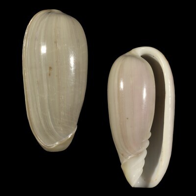 Cryptospira dactylus