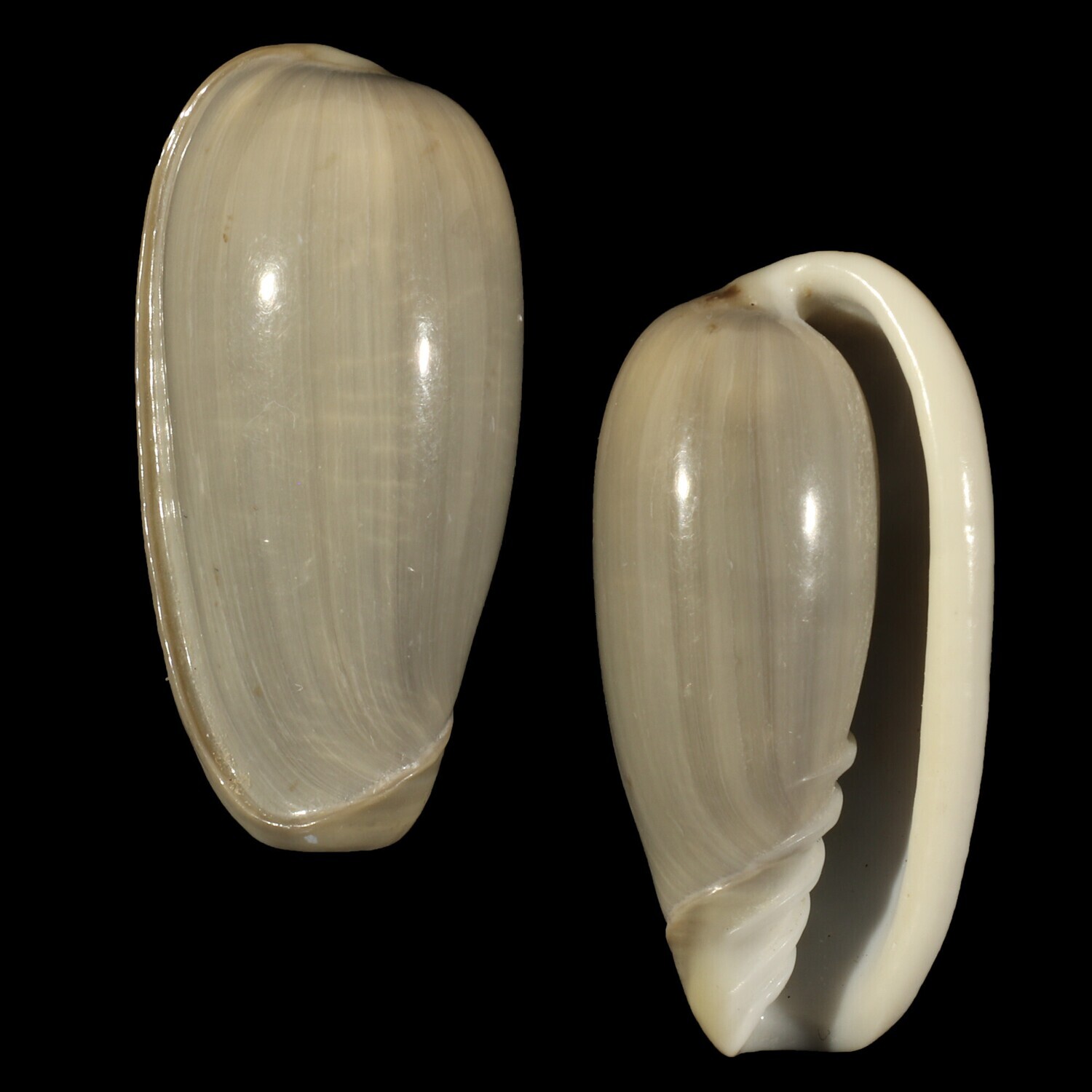 Cryptospira dactylus