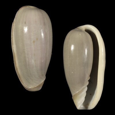 Cryptospira dactylus