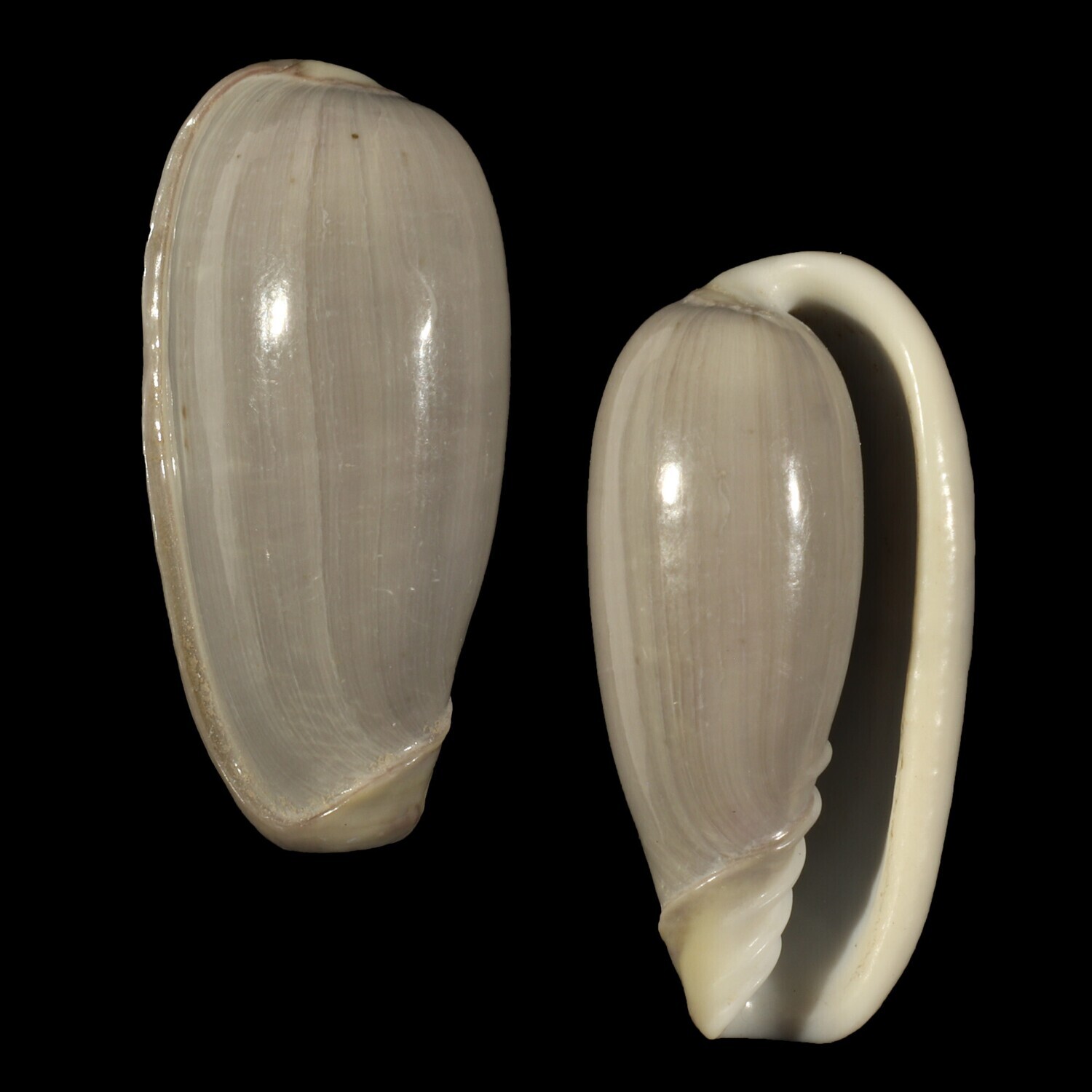 Cryptospira dactylus