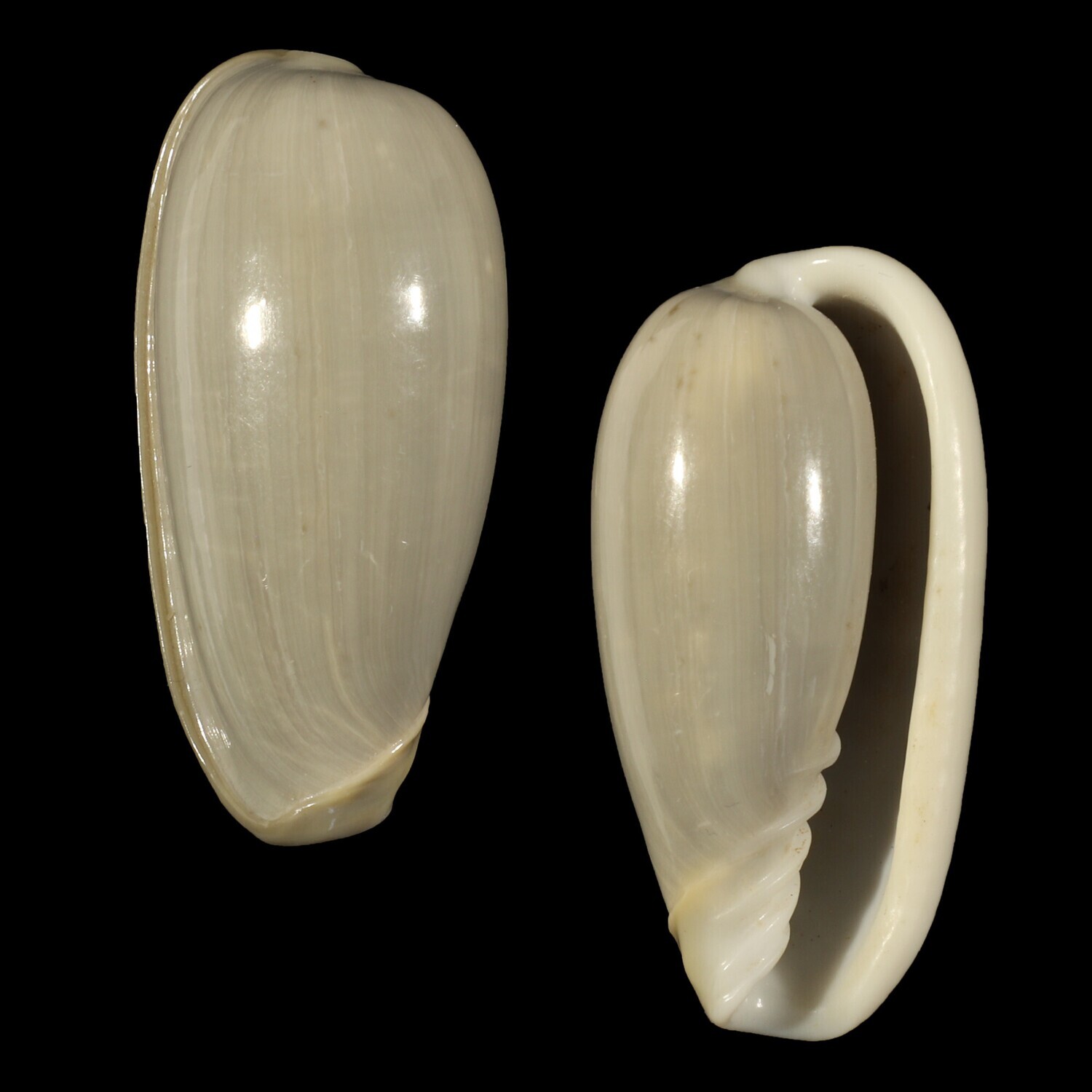 Cryptospira dactylus