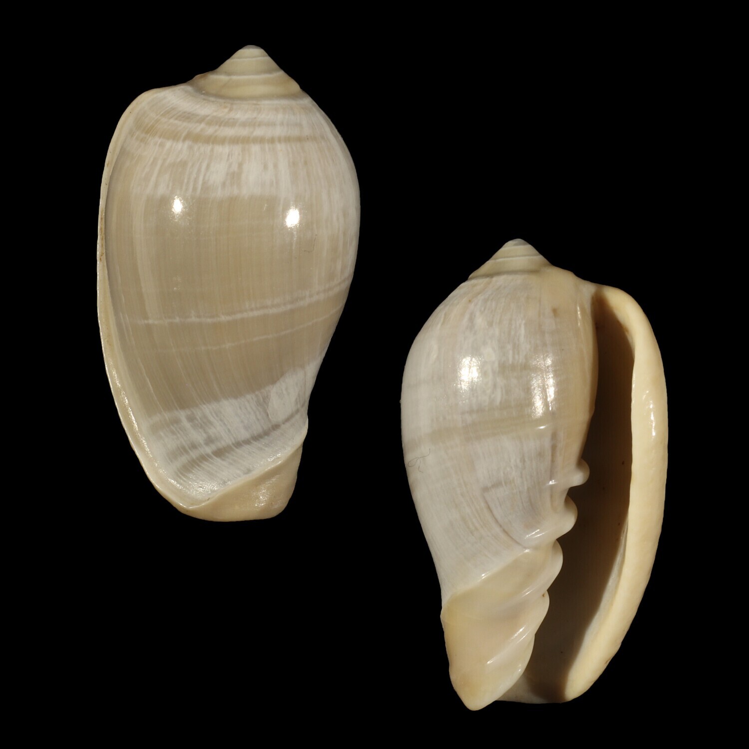 Cryptospira ventricosa Banded