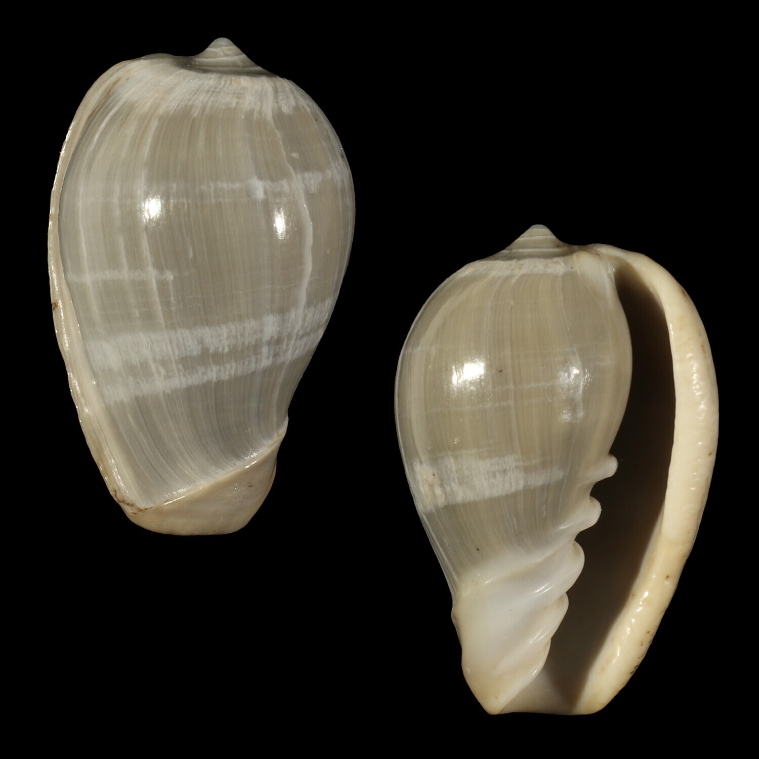 Cryptospira ventricosa Banded