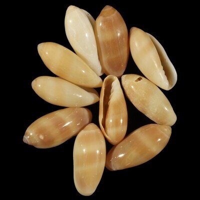 Volvarina philippinarum Set of 10