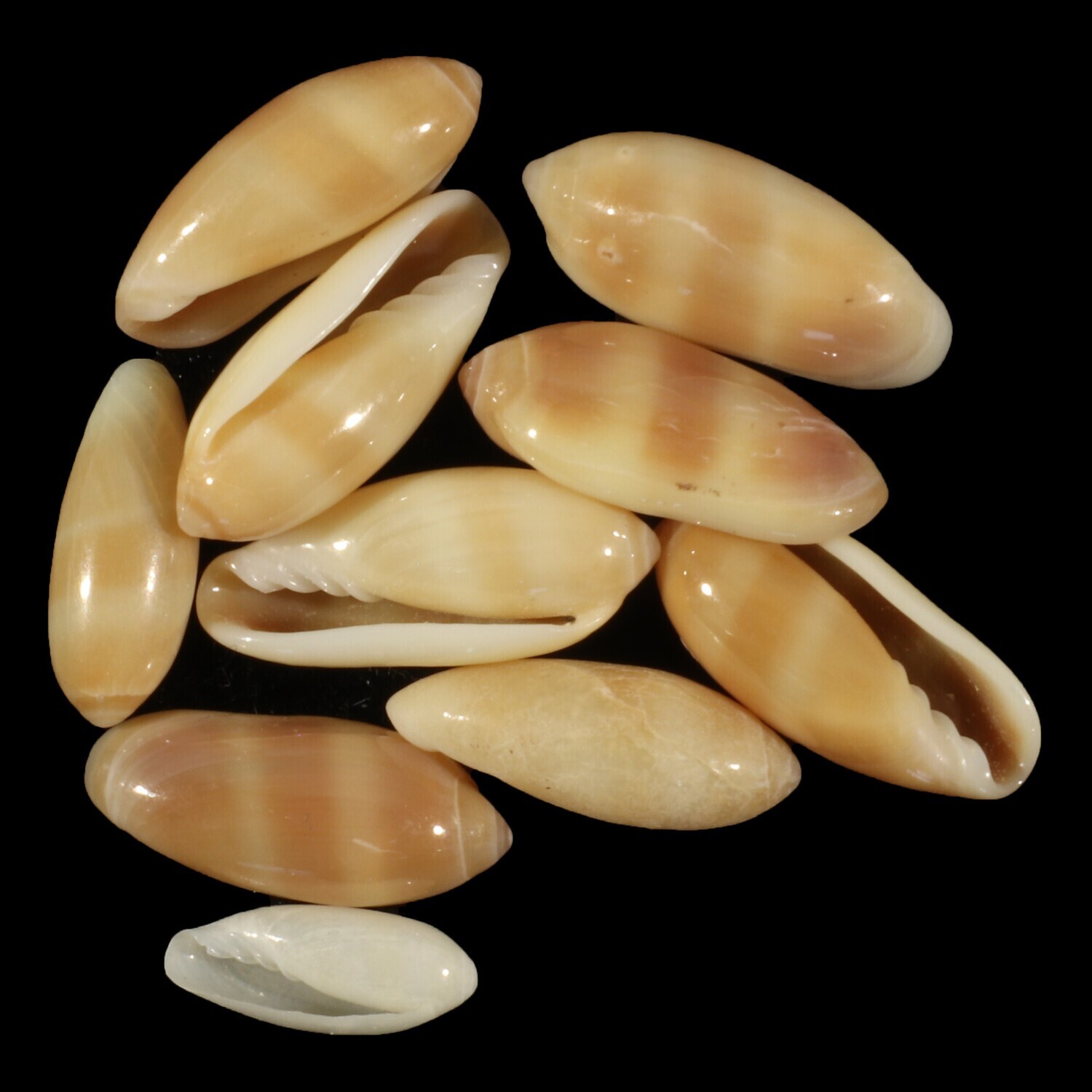 Volvarina philippinarum Set of 10