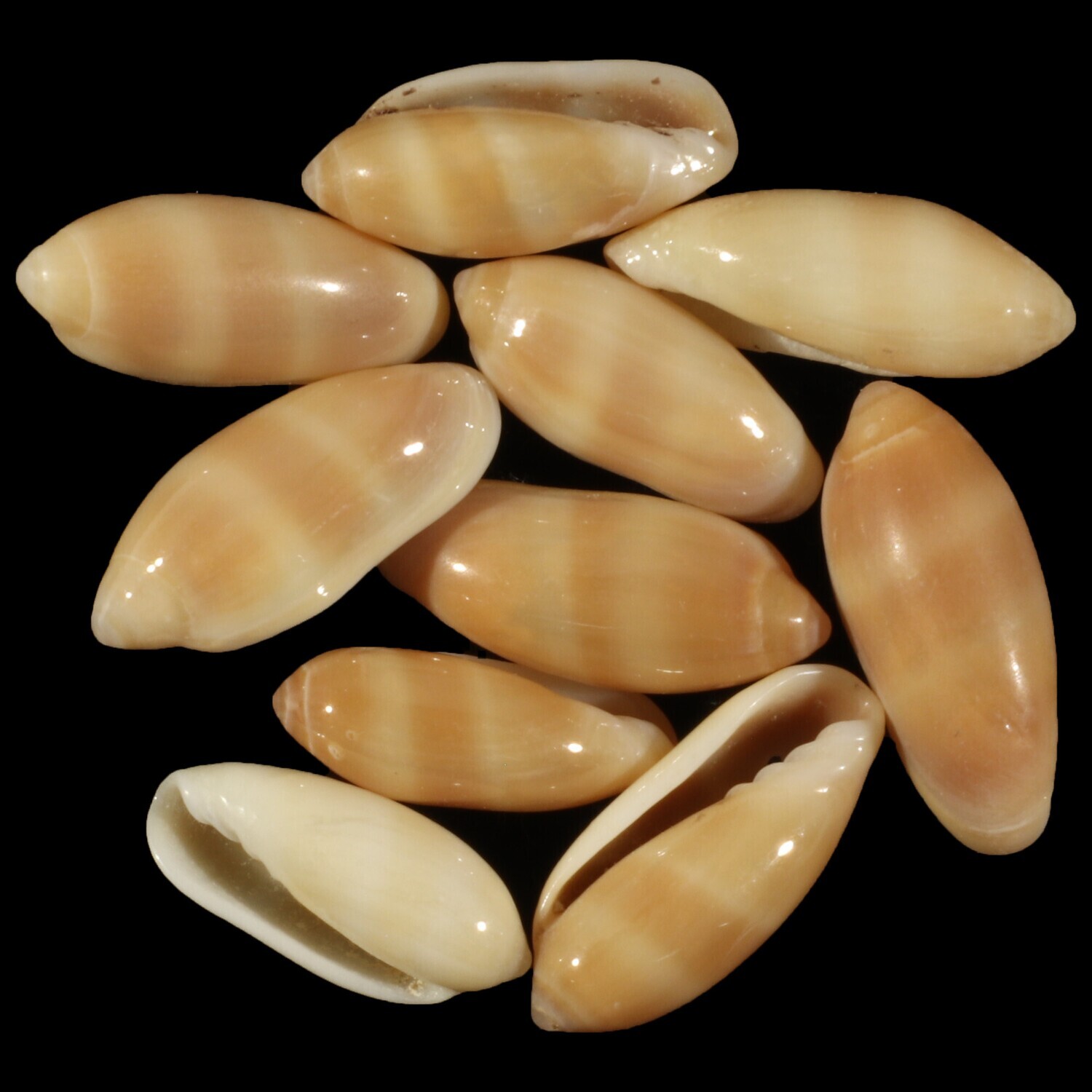 Volvarina philippinarum Set of 10