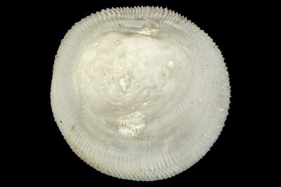 Hipponicidae