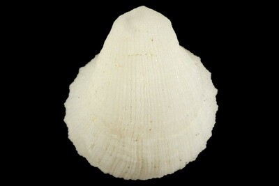 Cheilea layardi