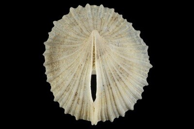 Puncturella stellasplendida