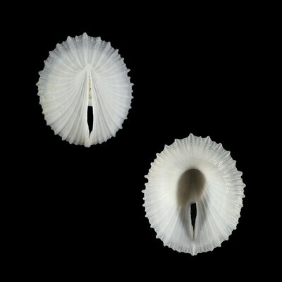 Puncturella stellasplendida