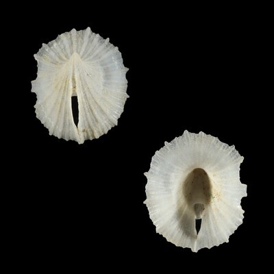 Puncturella stellasplendida