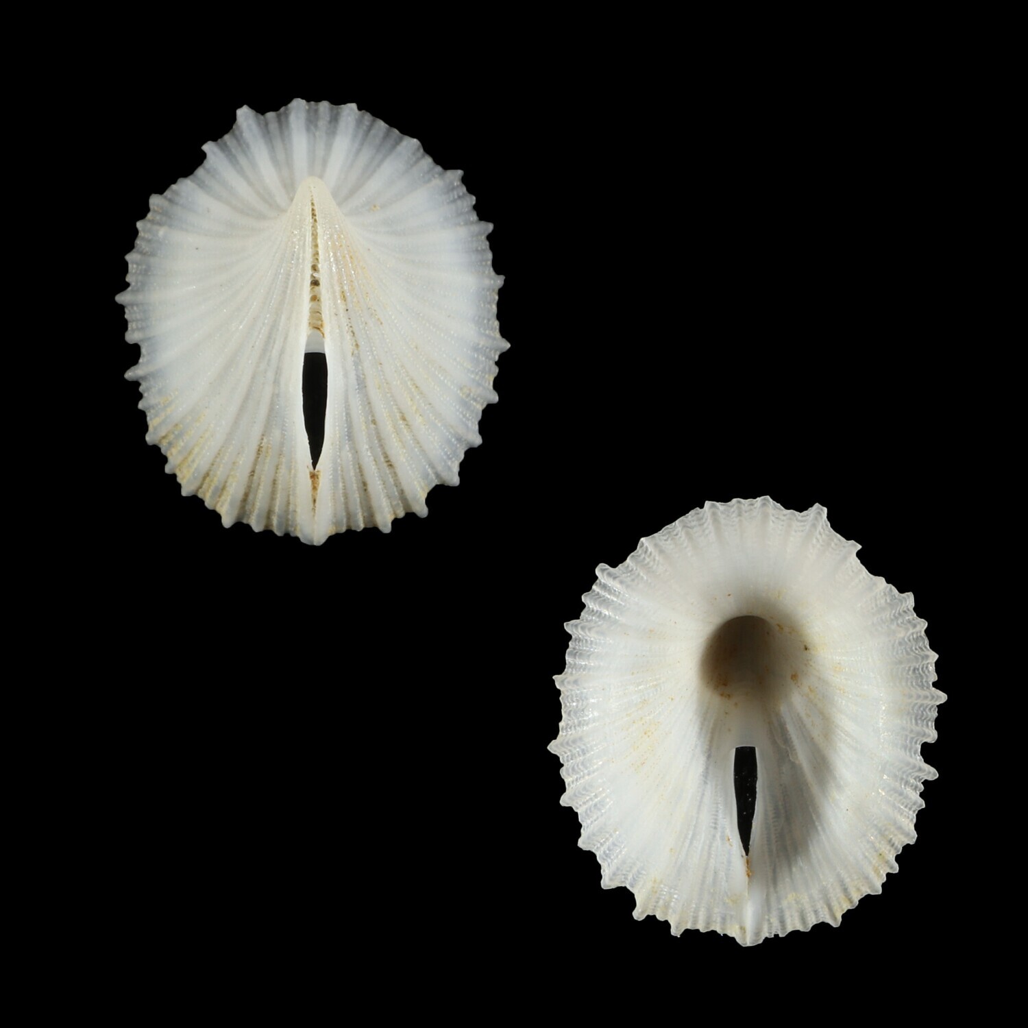 Puncturella stellasplendida