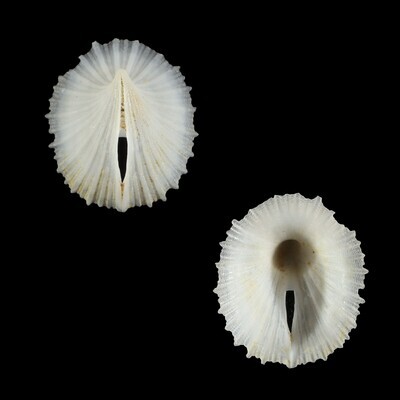 Puncturella stellasplendida