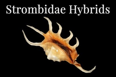 Strombidae Hybrids