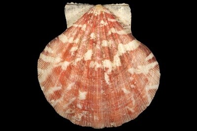 Bractechlamys vexillum