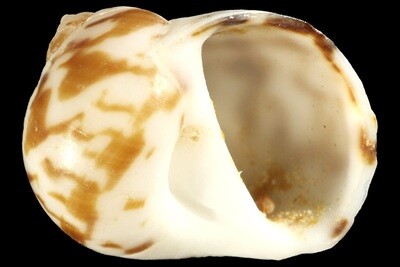 Naticarius concinnus