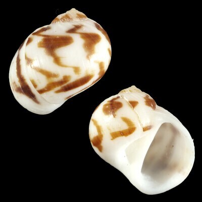 Naticarius concinnus