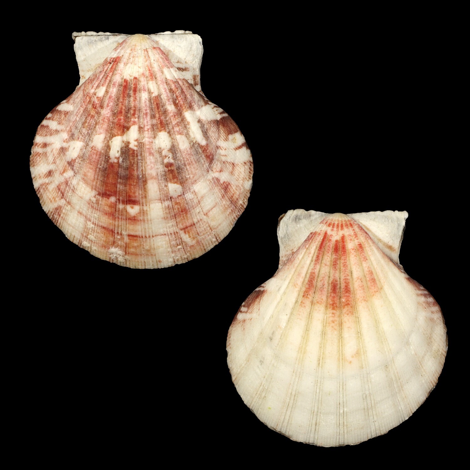 Bractechlamys vexillum