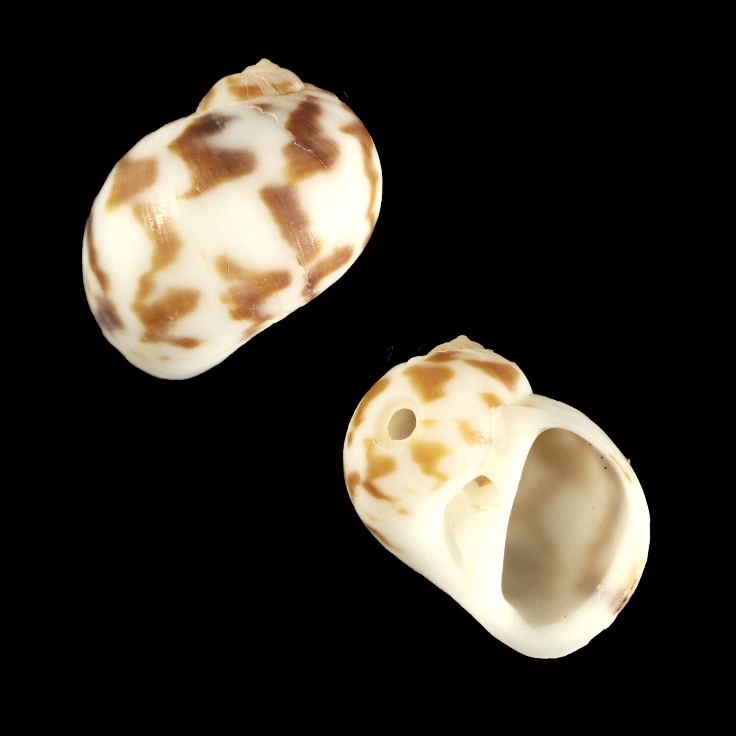 Naticarius concinnus