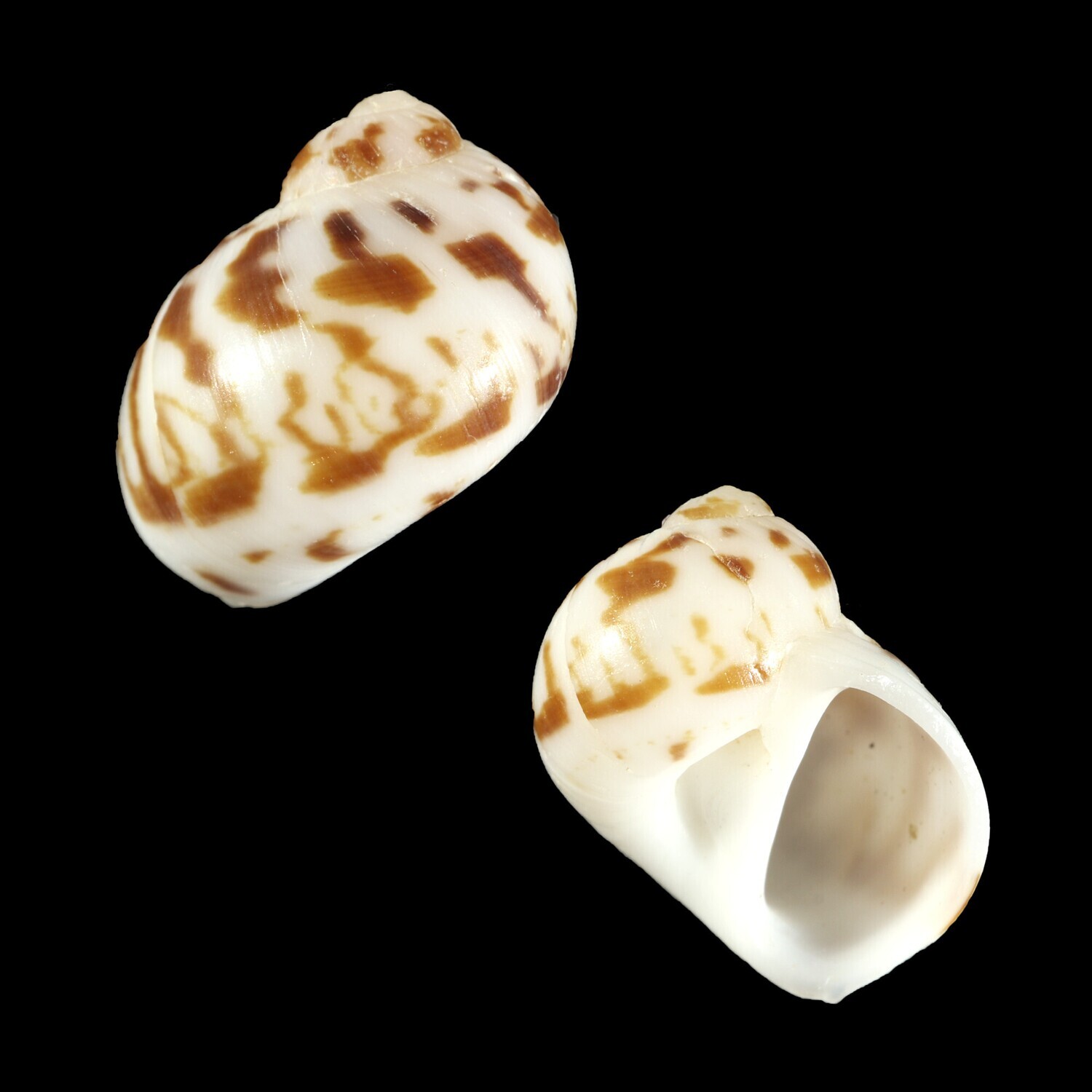 Naticarius concinnus