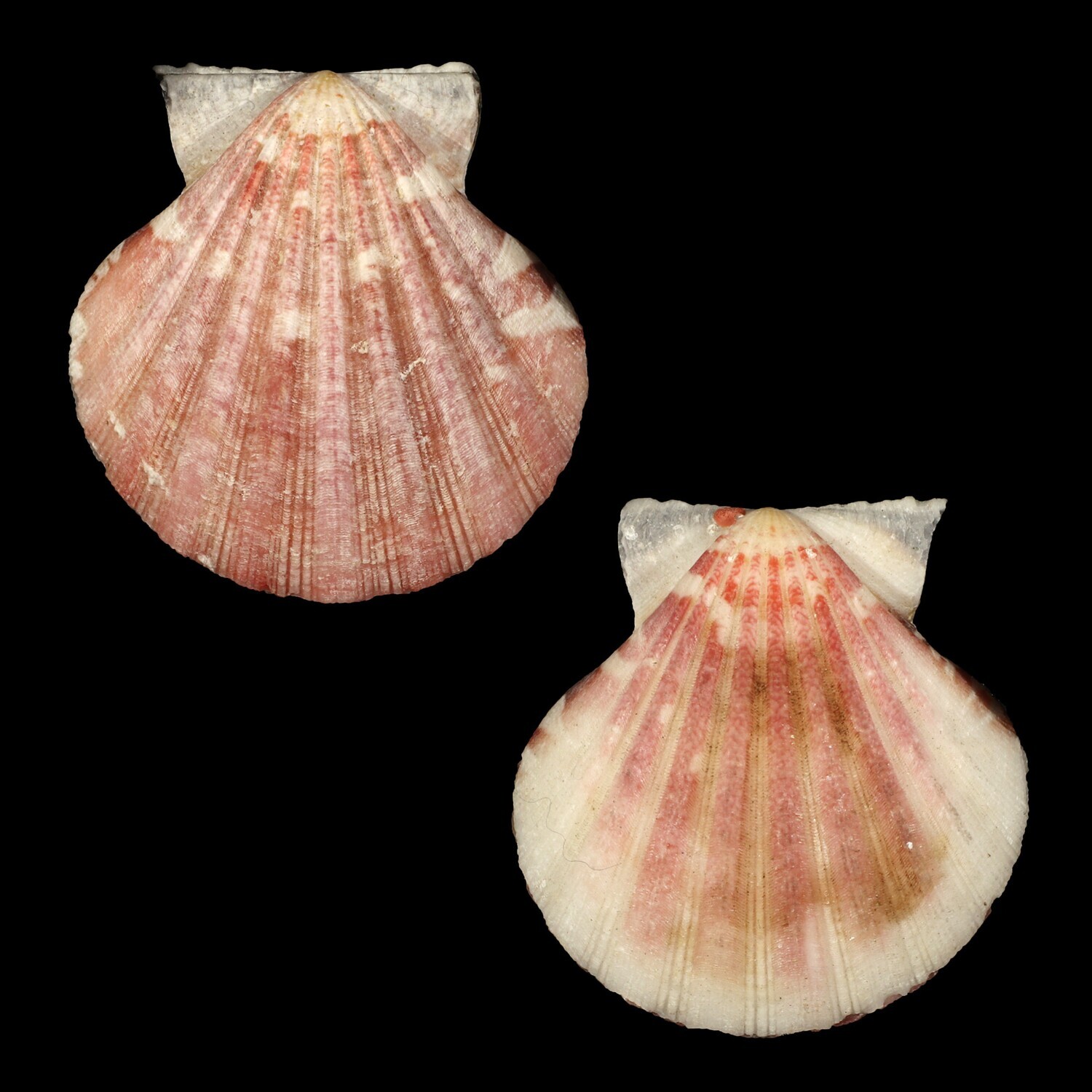 Bractechlamys vexillum