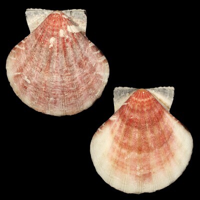 Bractechlamys vexillum