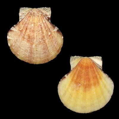 Bractechlamys vexillum