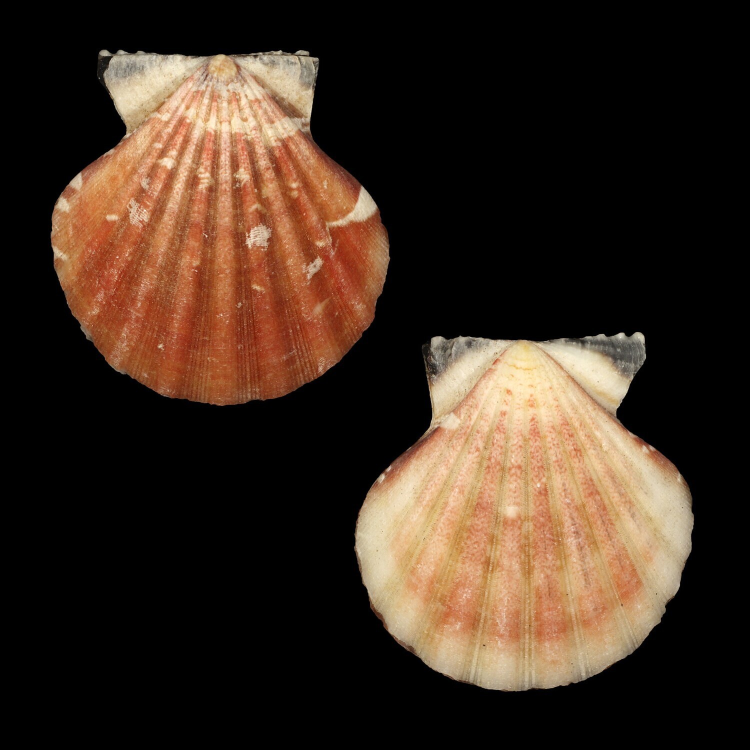 Bractechlamys vexillum