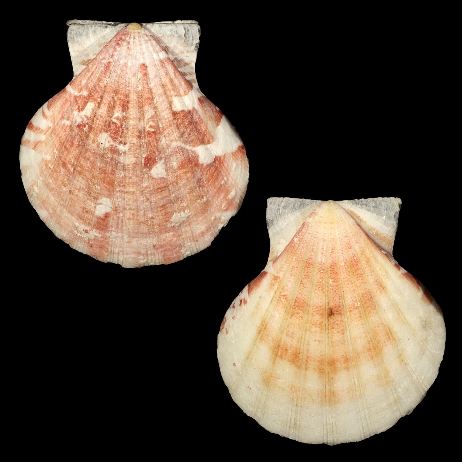 Bractechlamys vexillum