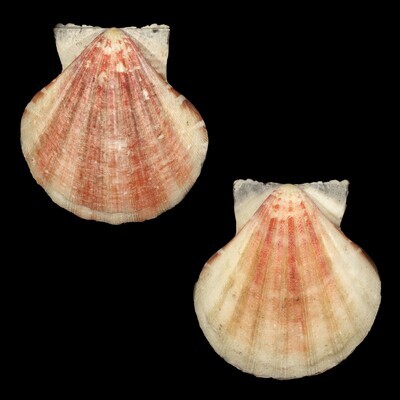 Bractechlamys vexillum