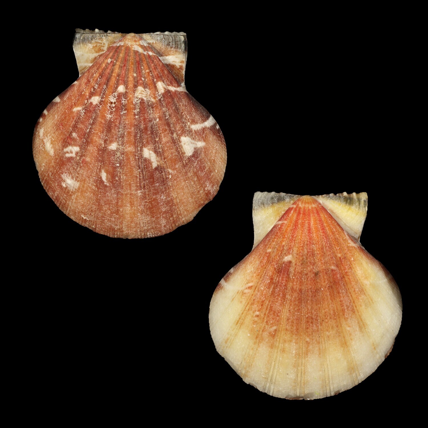 Bractechlamys vexillum