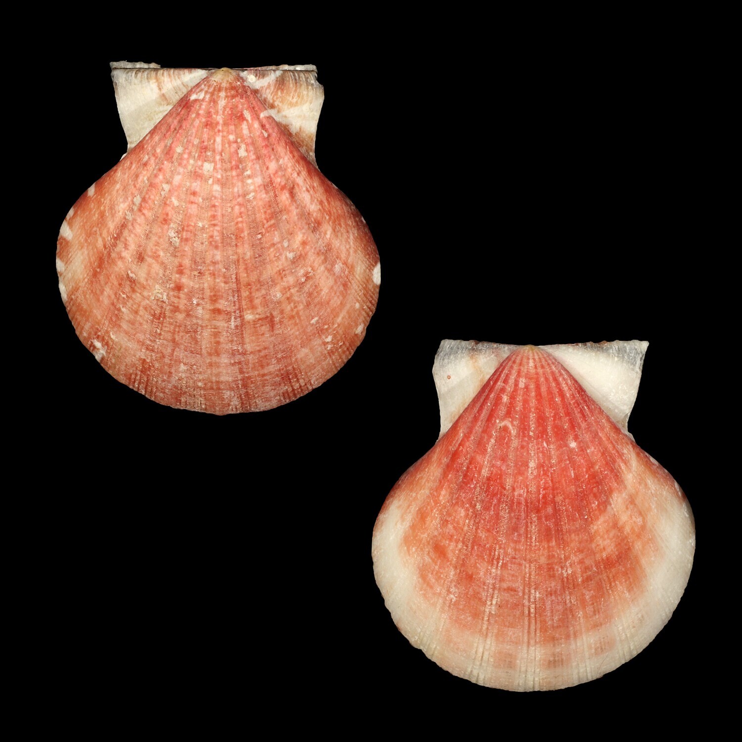 Bractechlamys vexillum