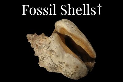 Fossil Shells †