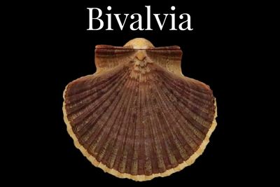 Bivalvia