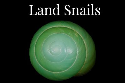 Land Snails