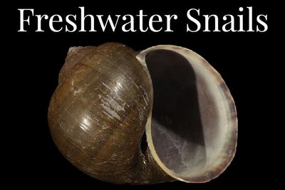 Freshwater Gastropods