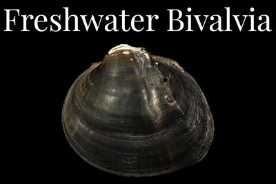 Freshwater Bivalvia